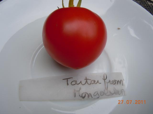 Fichier:Tomate tatar from mongolstan-1.jpg