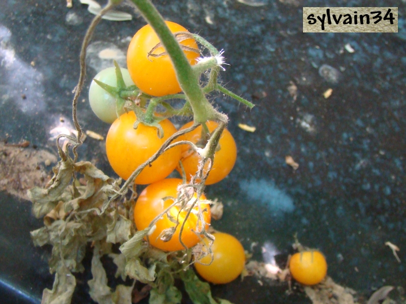 Fichier:Tomate tumbling tom yellow.jpg