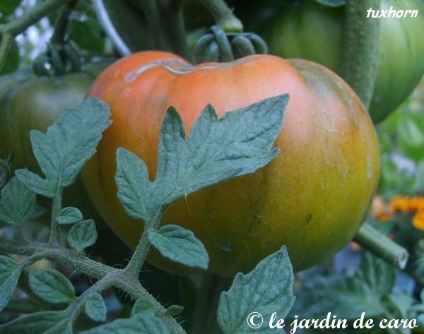 Fichier:Tomate tuxhorn.jpg