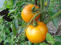 Tomate vallin orange-1.jpg