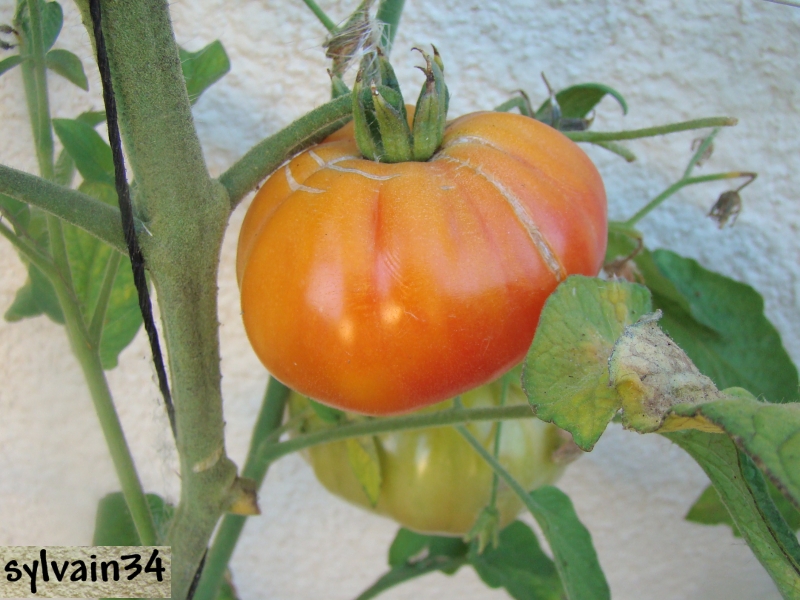Fichier:Tomate wagonwheel op-1.jpg