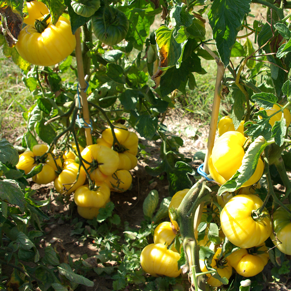 Fichier:Tomate white beauty-2.jpg