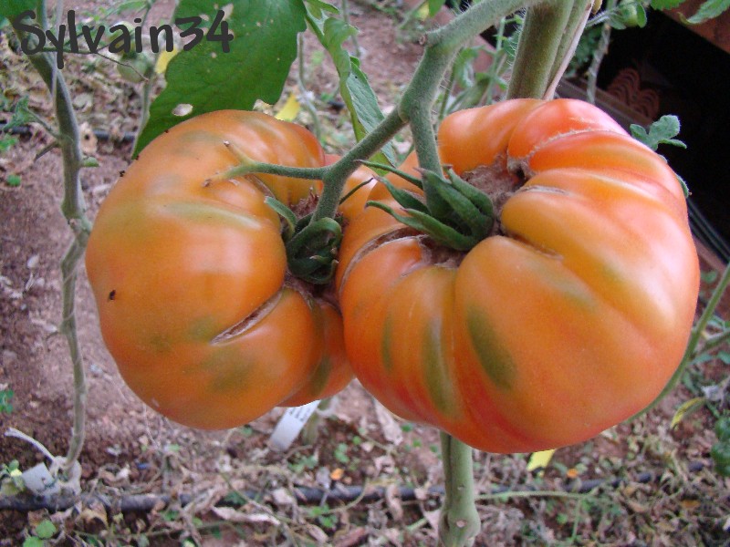 Fichier:Tomate william stripped.jpg