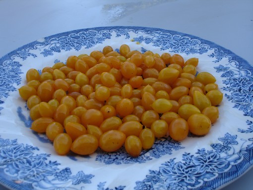 Fichier:Tomate zluta kytice.jpg