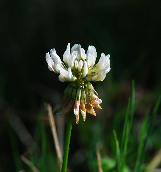 Fichier:Trefle blanc.jpg