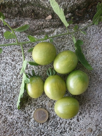 Fichier:Verde Claro-1.jpg