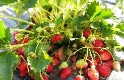 Fichier:Vicomtesse héricart de thury-1.jpg