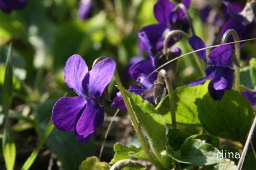 Fichier:Violette odorante.jpg