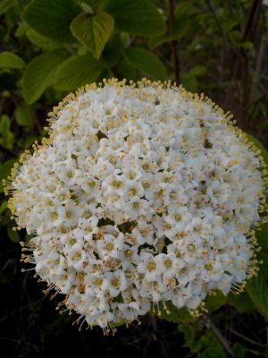 Fichier:Viorne lantane-1.jpg