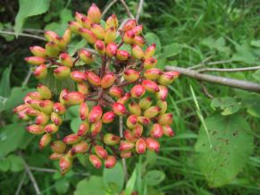 Fichier:Viorne lantane-2.jpg