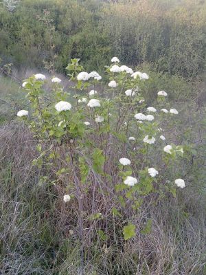 Fichier:Viorne lantane.jpg