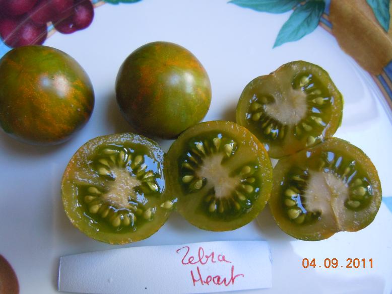 Fichier:Zébra heart-1.jpg