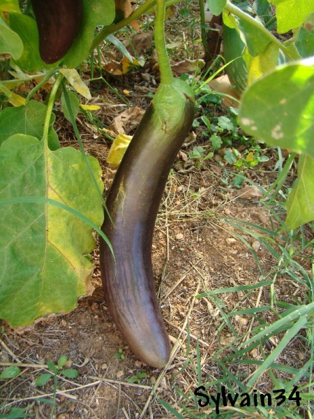 Fichier:AUBERGINE longue pourpre.jpg