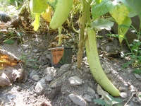 AUBERGINE louisiana long green.jpg