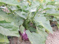 AUBERGINE rayée de gandia.jpg
