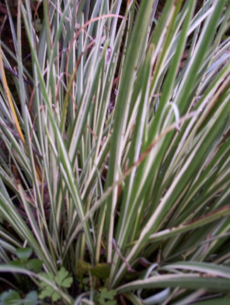 Fichier:Acore Panachée.jpg