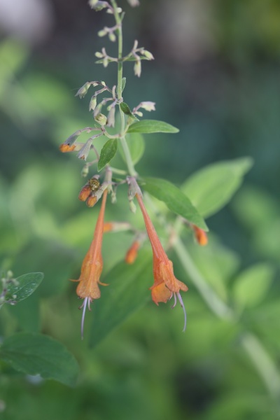 Fichier:Agastache aurantiaca.jpg