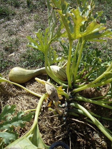 Fichier:Alberello di sarzana.jpg