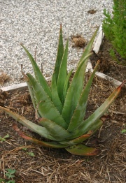 Aloe vera barbadensis miller.jpg