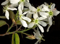 Amélanchier du Canada.jpg