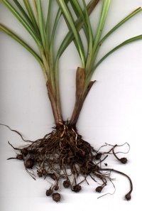 Amande de terre ou Souchet.jpg