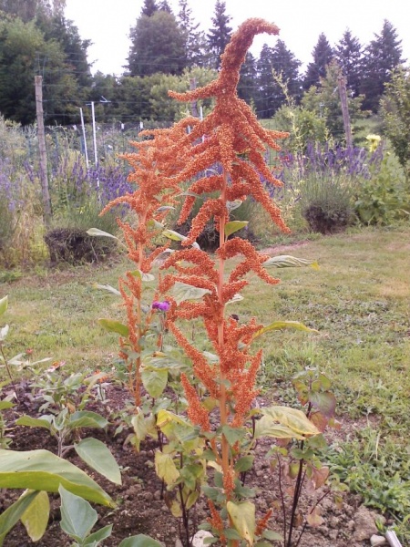 Fichier:Amaranthe golden giant.jpg