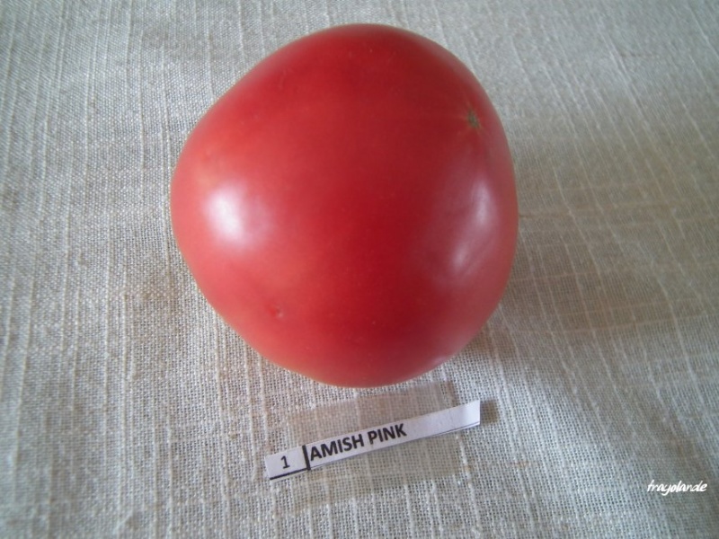 Fichier:Amish rose op-2.jpg