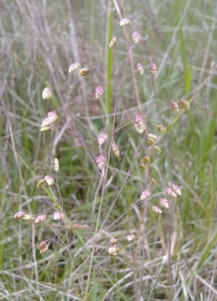 Amourette commune.jpg