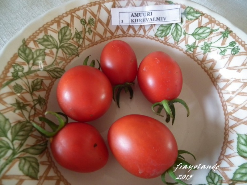 Fichier:Amuuri Kiirevalmiv op.jpg