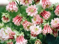 Ancolie Tour Rose-1.jpg