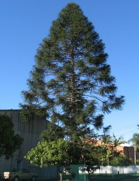 Fichier:Araucaria bidwillii-1.jpg