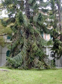 Araucaria bidwillii.jpg