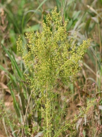 Artemisia annua.jpg