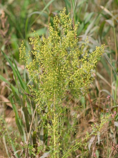 Fichier:Artemisia annua.jpg