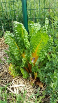 BLETTE à cardes multicolores.jpg