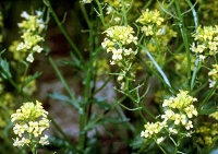 Barbarea vulgaris variegata.jpg