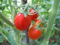 Basel Bieter Roeteli.jpg