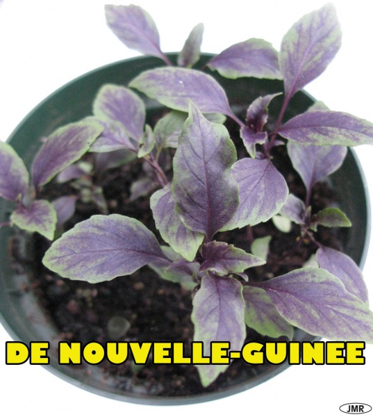 Fichier:Basilic de nouvelle-guinée-1.jpg