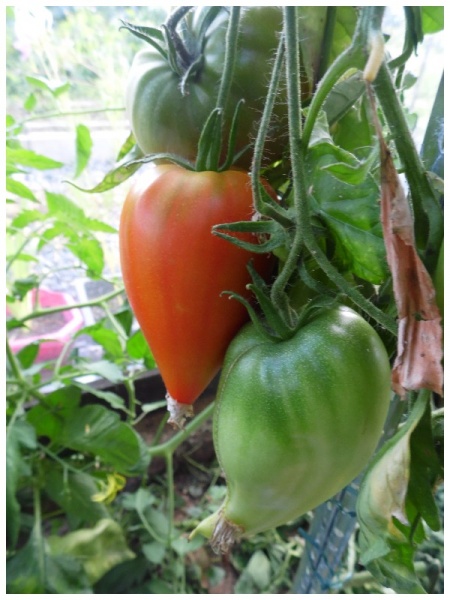 Fichier:Belgian Heart-1.jpg