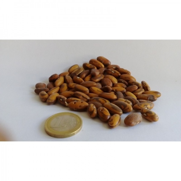 Fichier:Belier pei.jpg