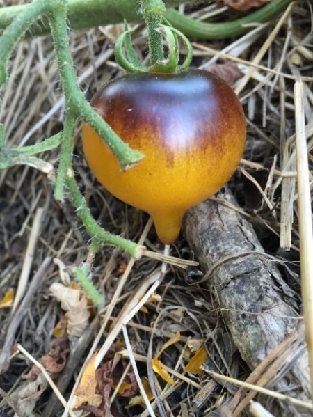 Fichier:Belle coeur.jpg