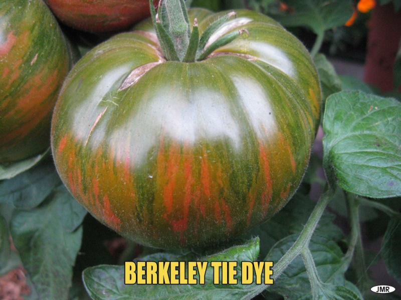 Fichier:Berkeley Tie-Dye-2.jpg