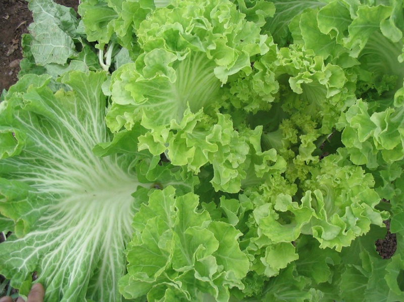 Fichier:Berza Amarilla de Casar de Periedo.jpg