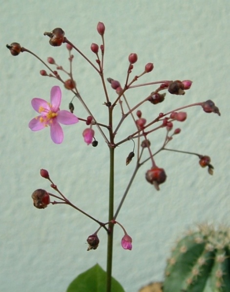 Fichier:Bijoux d'Ophar.jpg