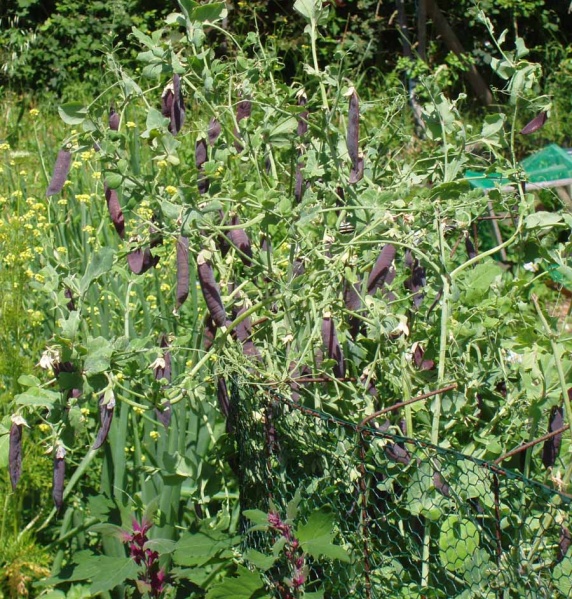 Fichier:Blue poped-2.jpg