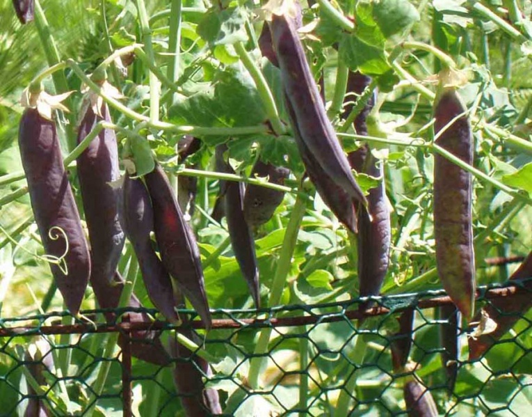 Fichier:Blue poped.jpg