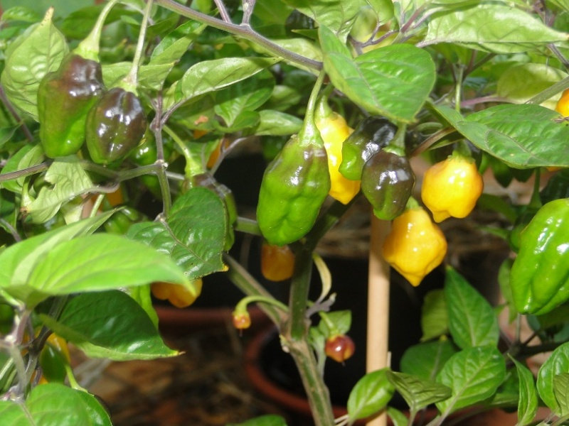 Fichier:Bolivian bumpy.jpg