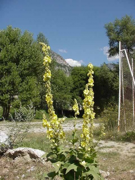Fichier:Bouillon blanc.jpg