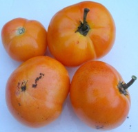 Branscomb s orange-1.jpg