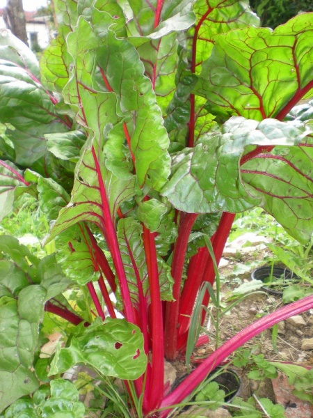 Fichier:Bright ligts.jpg